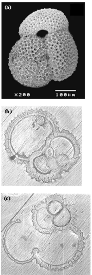 Figure 1. (a) Scanning electronic microscope (SEM) picture of a well-preserved Globigerinoides ruber shell picked from surface sediments recovered from 3147 m water depth on Sierra Leone Rise