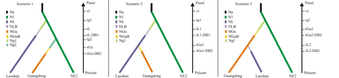 Figure 5  : Représentation des différents scenarii en compétition dans l’analyse ABC réalisée au sein du Japon dans le but de déterminer  l’origine de Kasumig3
