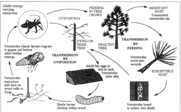 Figure 1 : Relation entre le PWN, l'insecte vecteur et l'arbre (Evans et al. 1996)