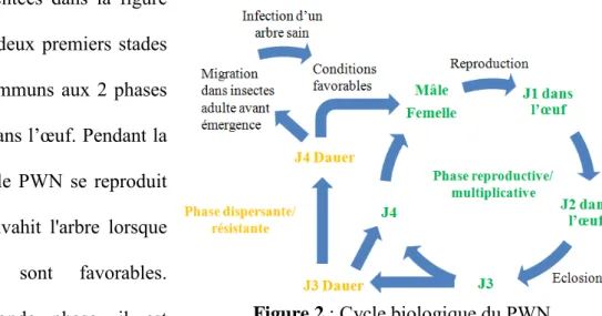 Figure 2  : Cycle biologique du PWN 