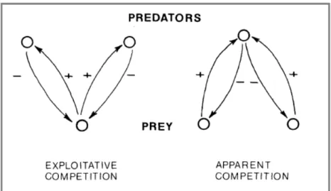 Figure  1: Apparent  competition  is  a  mirror  image  of  exploitative  competition (Holt, 1984).