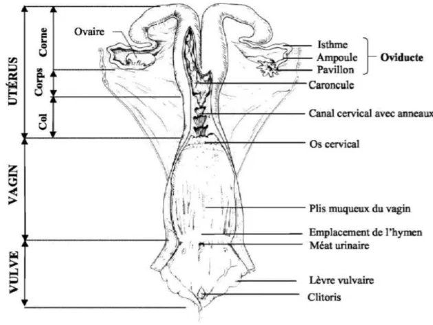 Figure N°01: Conformation intérieure de l’appareil génital d’une vache (vue dorsale après  Ouverture et étalement de l’utérus et du sinus uro-génital ; vache nullipare)