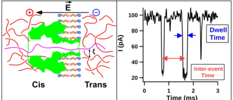 FIG. 1. (left) α-Hemolysin channel inserted into lipid bilayers in presence of long polymers in semi-dilute regime