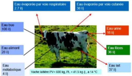 Figure  8 : Les flux du bilan eau d’une vache laitière (KHELIL-ARFA, 2012). 