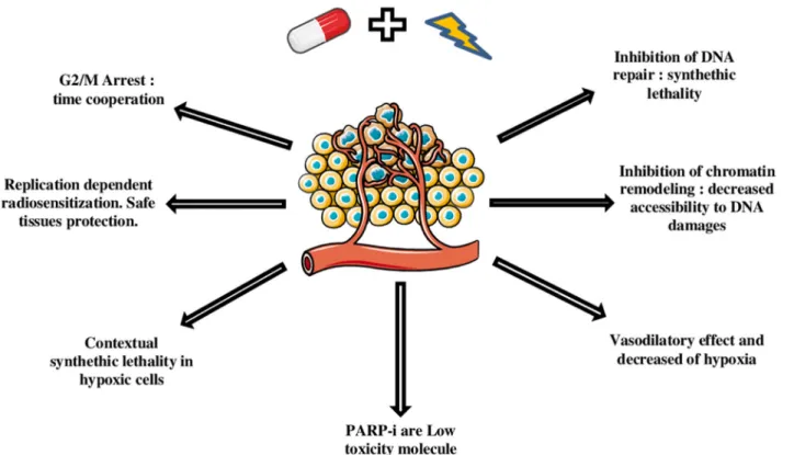 Figure 1: Mechanisms and advantages of PARPi radiosensitization.