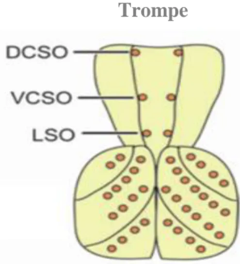 Figure  3.  Représentation  graphique  de  la  trompe.  LSO :  Organe  Sensoriel  Labral