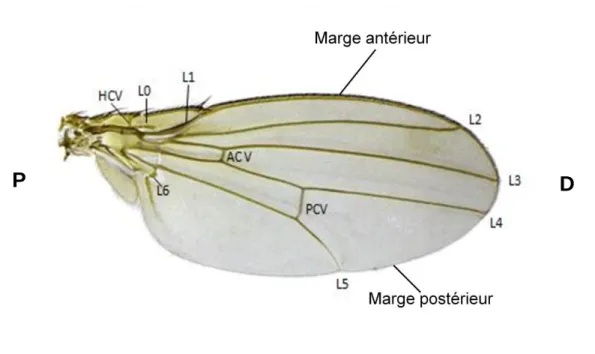 Figure 17. Distribution et organisation des sensilles au niveau de la marge antérieure de l’aile  de la drosophile (modifié de Hartenstein and Posakony, 1989)