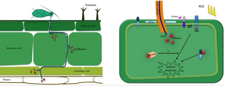 Figure 9 Schéma simplifié de l’interaction plante-puceron. 