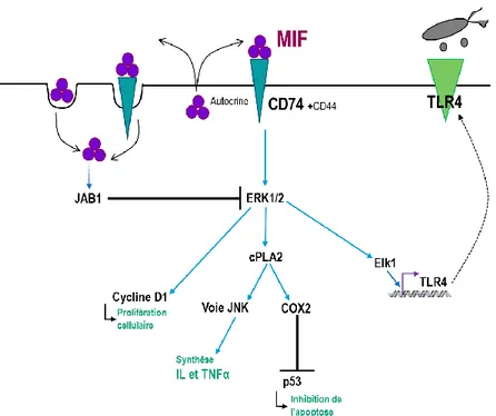 Figure 13 Schéma simplifié des actions du MIF humain dans le système immunitaire 