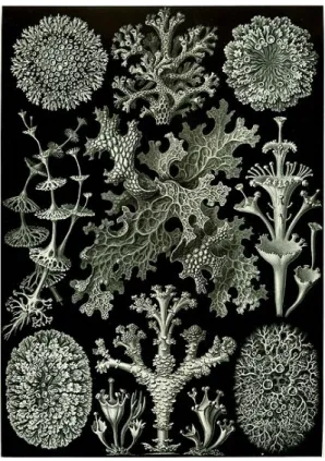 Figure 1.4 – Représentation de lichen. Dessins de Haeckel, tiré de Kunstformen der Natur (1904).