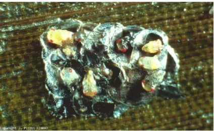 Figure 1.10 – Trichogramma brassicae parasitant une ooplaque de Ostrinia nubilalis (pyrale du maïs)