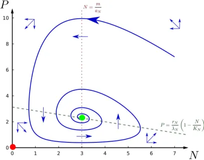 Figure 2.7 – Trajectoires du modèle de Lotka-Volterra avec croissance logistique de la proie (trait plein - r N = 2, K N = 10, λ N = 0.6, α N = 1 et m = 3)