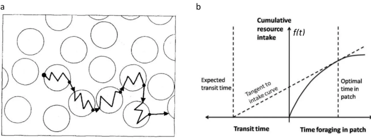 Figure 1.16 : (a) Représentation d’un environnement hypothétique en patches de ressource (rond) dans lequel un  prédateur se déplace (ligne noire), modifié  à partir de  Charnov,  1976