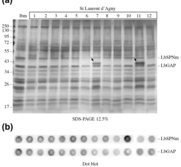 Fig. 3. Electrophoretic and dot blot analyses of venom proteins from Leptopilina boulardi individuals from one ﬁeld population