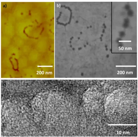 Figure 2 shows plan view AFM, SEM and TEM images of the V–pits / defects. The AFM image in Fig