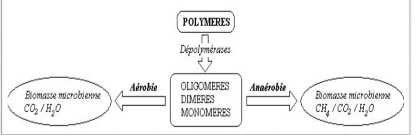 Figure .05: Schéma des étapes de la dégradation des polymères  en conditions  aérobie et anaérobie (Gu, 2003 a)