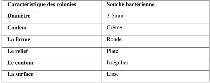 Tableau 05 : les résultats de l’étude macroscopique des colonies isolées  Caractéristique des colonies  Souche bactérienne 