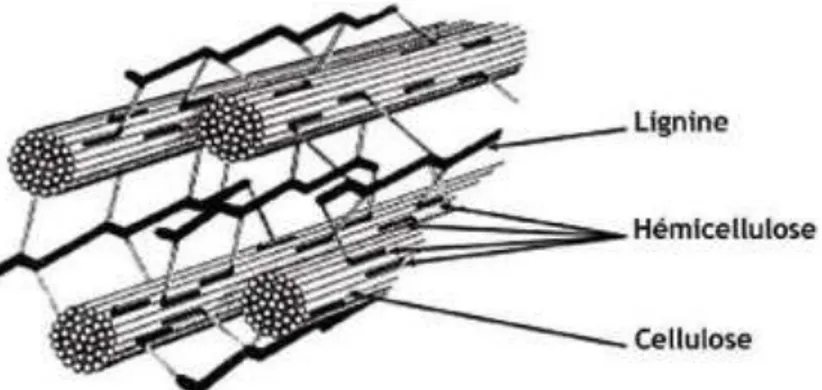 Figure 02  : Structure de la biomasse lignocellulosique (Van parijs et al., 2010). 