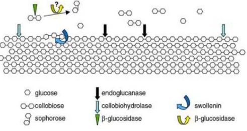 Figure 03 : Enzymes de la dégradation de la cellulose (Alarcόn-Gutiérrez, 2007). 