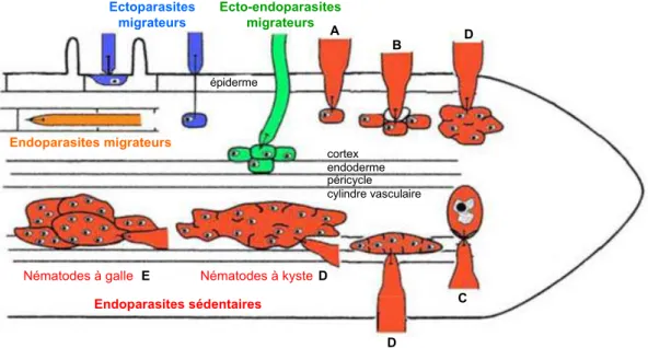 Figure 2:  Trois  catégories  de  nématodes  phytoparasites en  fonction  de  leur   comportement  au  cours  du parasitisme: les ecto-, les ecto-endo- et les endo-parasites.