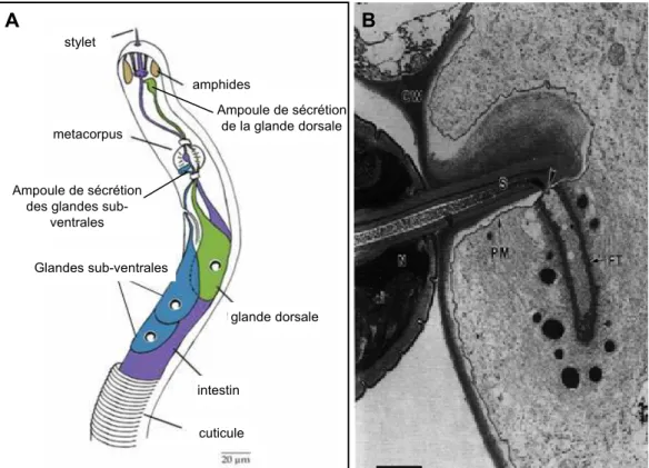 Figure 6: Spécialisation parasitaire des nématodes.