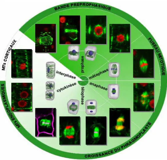 Figure 9: Organisation du cytosquelette de microtubules au cours du cycle cellulaire de la cellule  végétale.