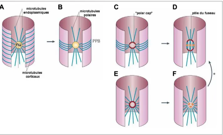 Figure 10: Formation du fuseau de prophase chez les plantes.