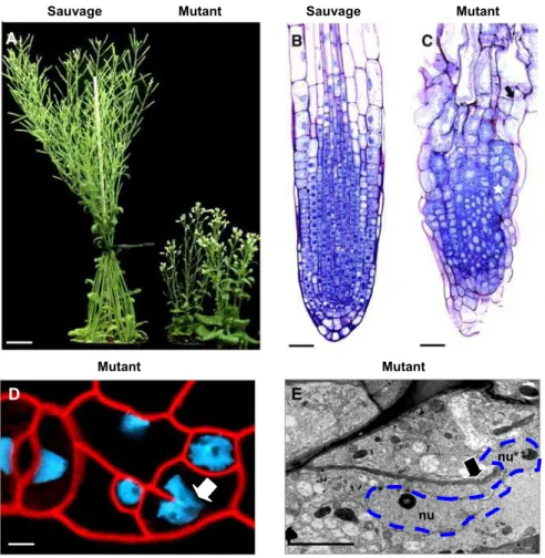 Figure 13: Phénotype du mutant KO map65-3 au cours du développement de la plante.