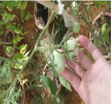 Figure 03 : Les fruits de la tomate (photo originale, 2018). 