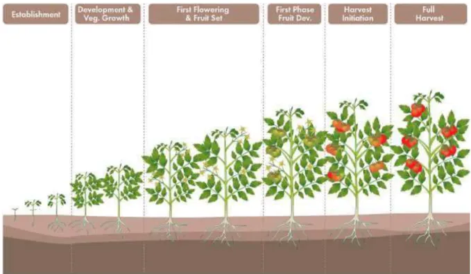 Figure 04 : Cycle de développement de la tomate (Anonyme, 2016) 