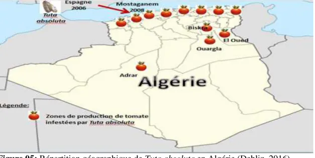Figure 05: Répartition géographique de Tuta absoluta en Algérie (Dehliz, 2016)  II.1.2