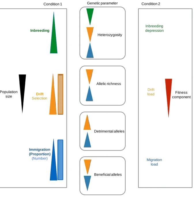 Figure 2. Scenarios that can lead to a genetic Allee effect. A decrease in population size causes an  increase in inbreeding, a change in the drift/selection balance in favor of drift, or a higher proportion  of immigrants in the population