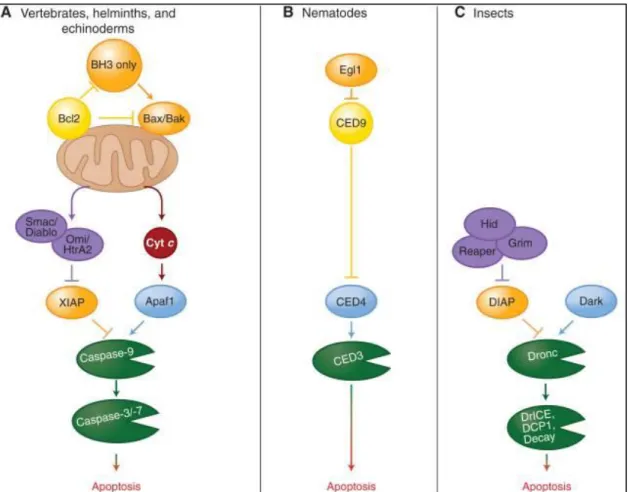 Figure 5 – Conservation des voies de signalisation de l’apoptose chez les vertébrés et les  invertébrés 