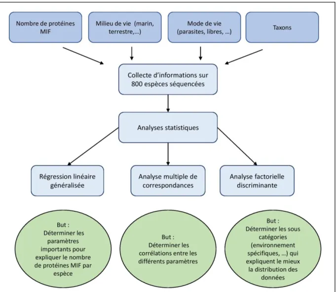 Figure 8 – Schéma récapitulatif des différentes analyses statistiques 