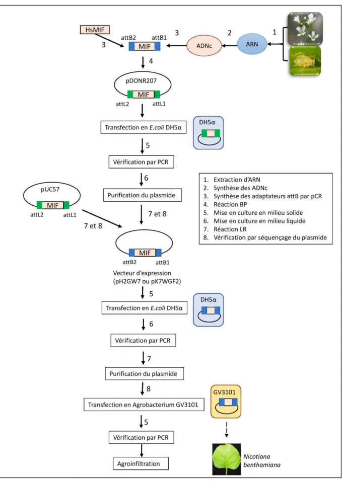 Figure 9 – Protocole pour l’expression des gènes MIF en cellule végétale 