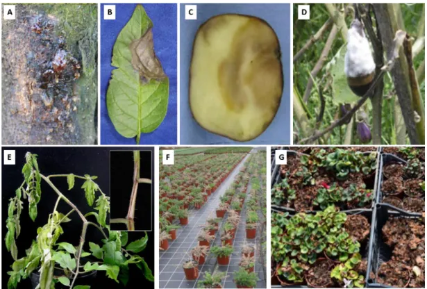 Figure 1.1: Symptoms associated with Phytophthora parasitica infection. 