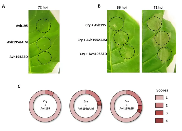 Figure 3.4: Avh195 transiently inhibits HR through interaction with ATG8. 