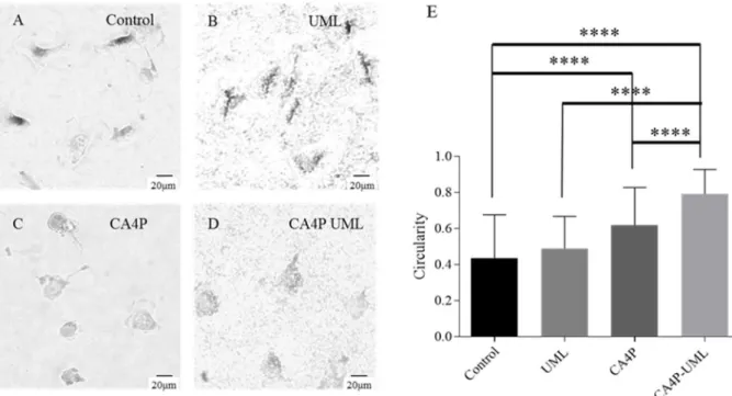 Figure 4. Representative pictures of EA.hy926 endothelial cells obtained by optical microscopy  after 2.5 h incubation in (A) injection buffer (Control), (B) UML at 5 mM iron, (C) CA4P at 10  µM and (D) CA4P-UML at 5 mM of iron and 10 µM of CA4P (E) Circul