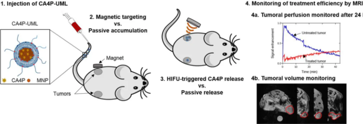 Figure  1.  Schematic  representation  of  the  CA4P-UML  treatment  with  magnetic  targeting,  HIFU drug release, and MRI monitoring
