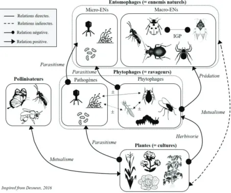 Figure 2. Schématisation d’un réseau trophique dans un agrosystème. D’après Desneux, 2016