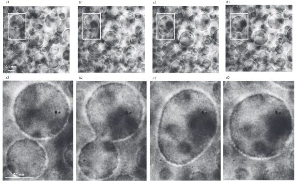 Figure 2. Binary collisions between vapor bubbles in narrow filed of view (NFOV) images at successive times (a) 6607.3 s; (b) 6879.7 s; (c) 6970.4 s; and (d) 7061.2 s