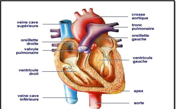 Figure I.1 : Anatomie du cœur et des  vaisseaux associés [Hodni, 2009].