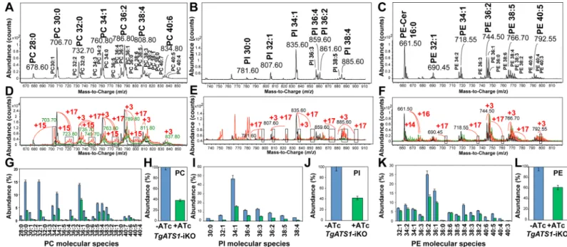 Fig 6. Metabolic labelling and LC-MS/MS analysis reveal that TgATS1 is responsible for the bulk assembly of PC, PI and PE