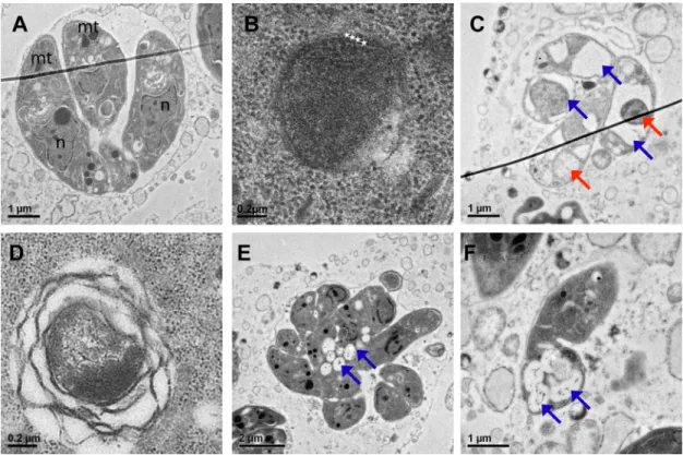 Fig 3. TgATS1 disruption affects tachyzoite division and the morphology of intracellular organelles
