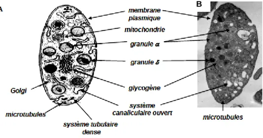 Figure 1: Morphologie et ultrastructure des thrombocytes (David, 2006). 