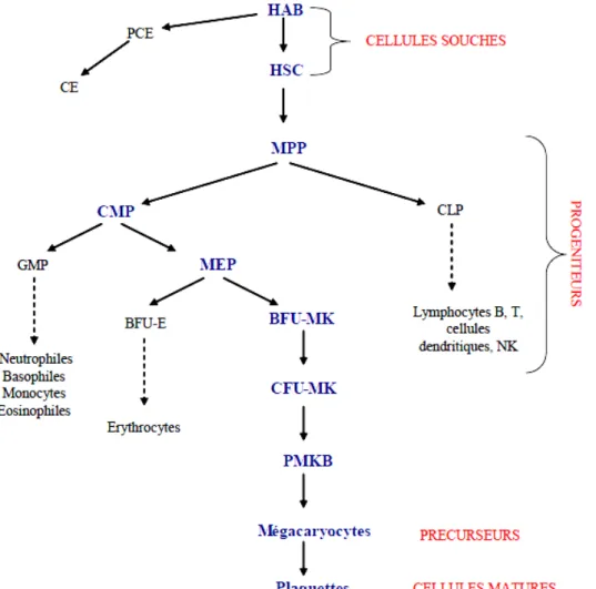 Figure 2 : Développement des mégacaryocytes et formation des thrombocytes sanguins.            