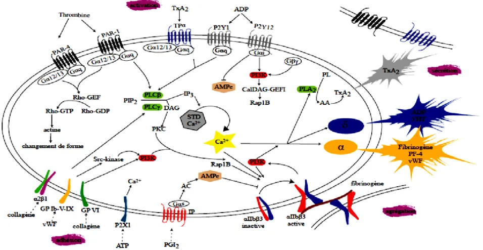 Figure 7 : Voies de signalisation mises en jeu lors de l'activation thrombocytaire (Woulfe D.S