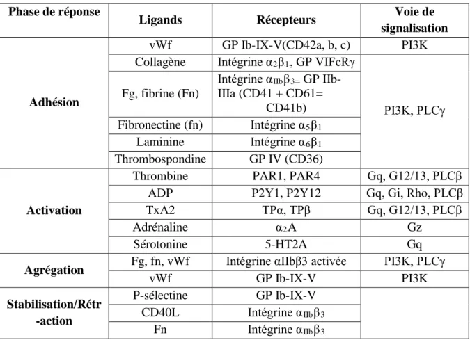 Tableau 2 : Rôle de l’interaction des récepteurs thrombocytaires avec leurs ligands  solubles et les voies de signalisations dans les réponses thrombocytaires (Li et al., 
