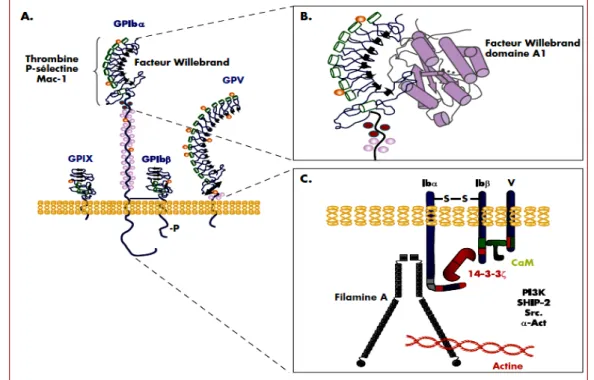 Figure 9 : Structure du  GPIb-V-IX et domaines fonctionnels. (Lanza et al., 2008) 