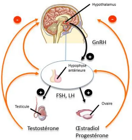 Figure II-2. Représentation schématique de l'axe hypothalamus-hypophyse-gonades (HPG)